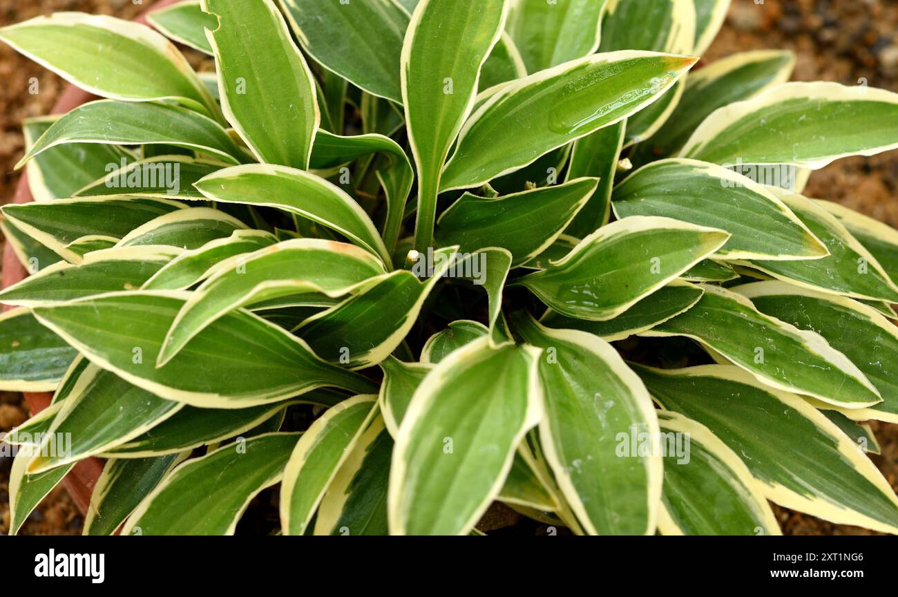 Closeup of the foliage of Hosta Little Wonder. Stock Photo