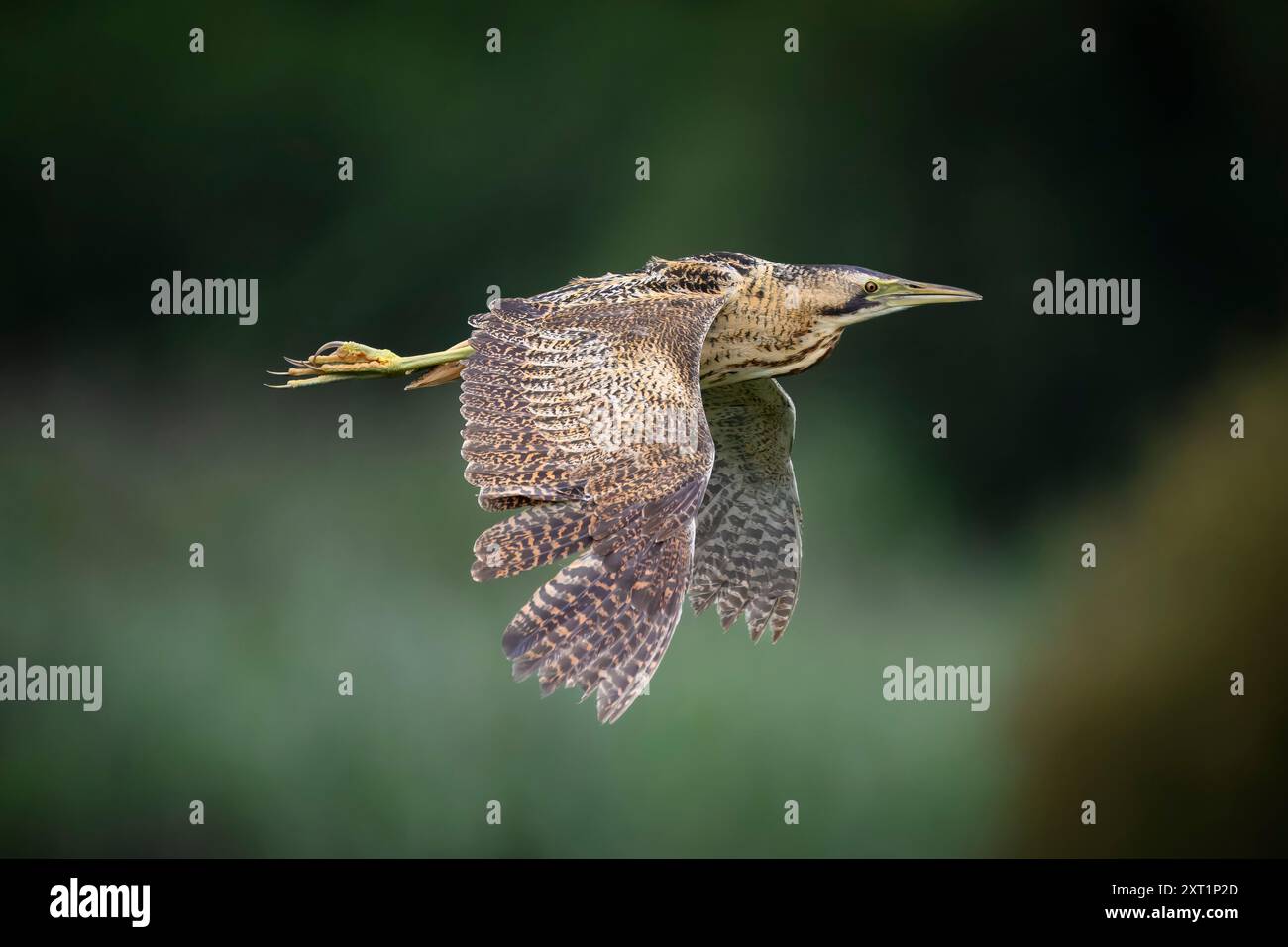 A Eurasian bittern (Botaurus stellaris) in flight at RSPB Ham Wall Stock Photo
