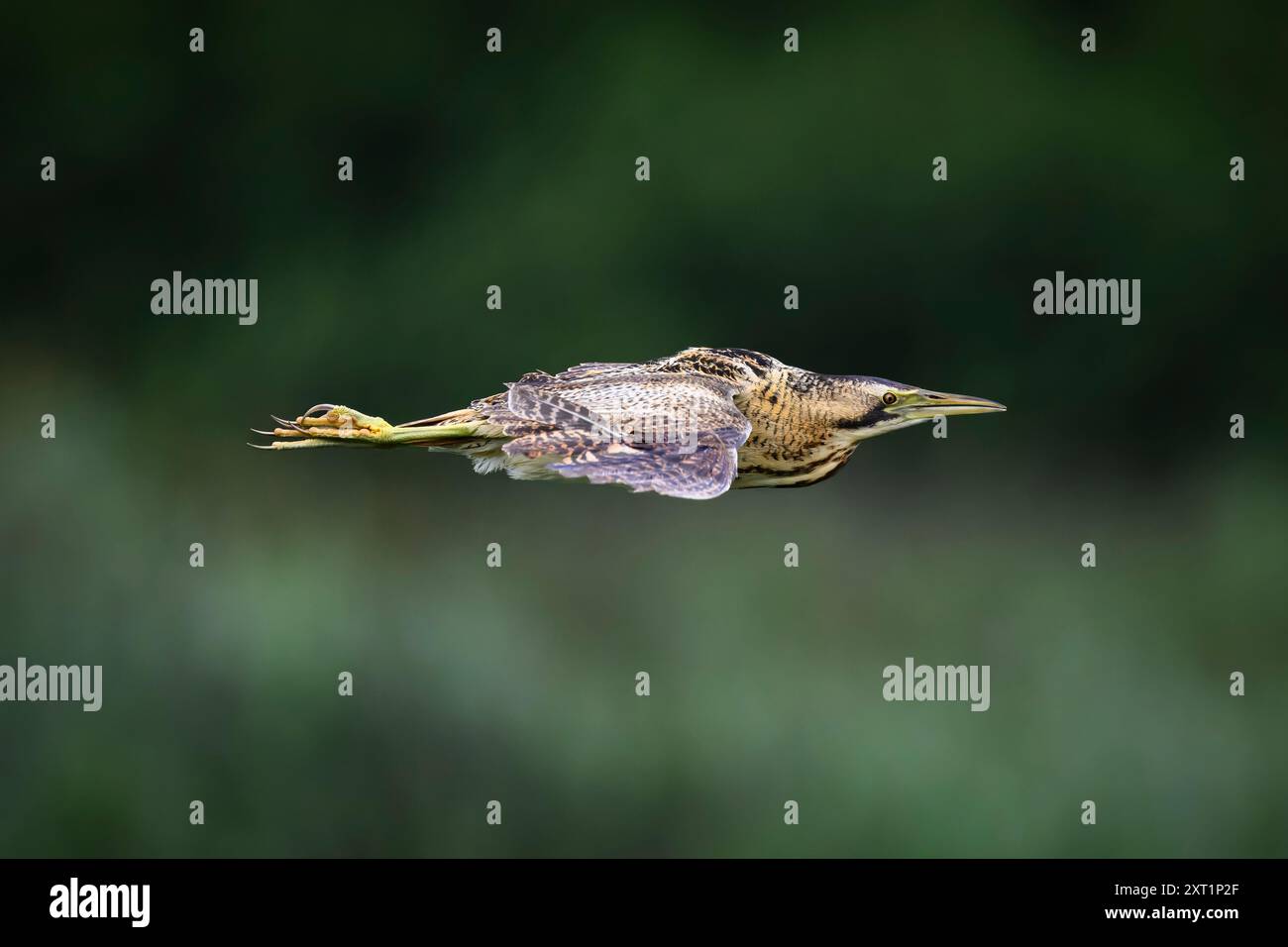 A Eurasian bittern (Botaurus stellaris) in flight at RSPB Ham Wall Stock Photo