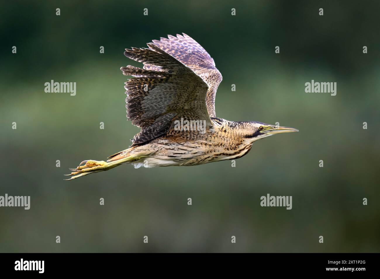 A Eurasian bittern (Botaurus stellaris) in flight at RSPB Ham Wall Stock Photo