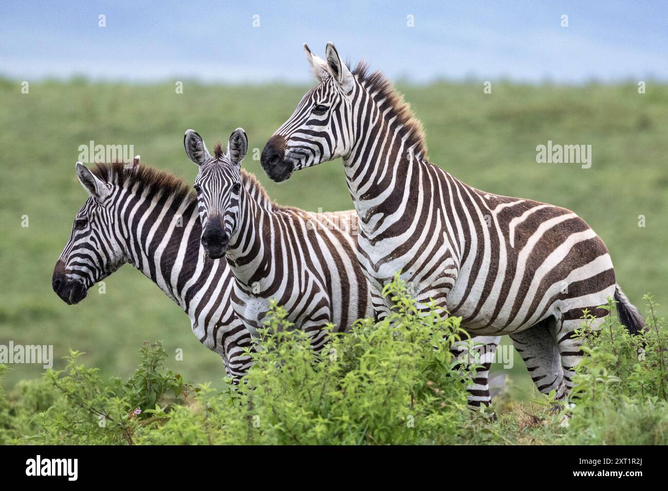 Grant's zebra, Equus quagga boehmi, Ngorongoro Crater, Tanzania Stock ...