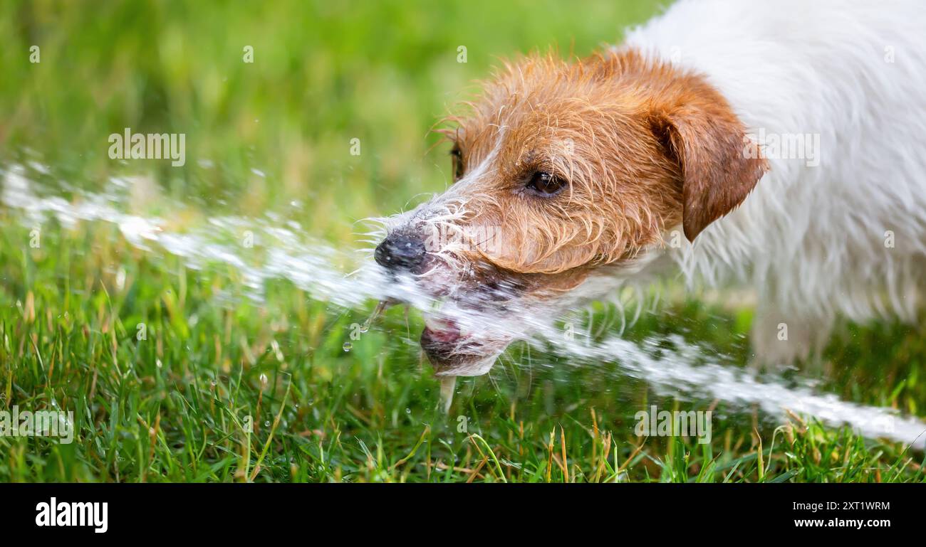 Dog drinking water funny hotsell