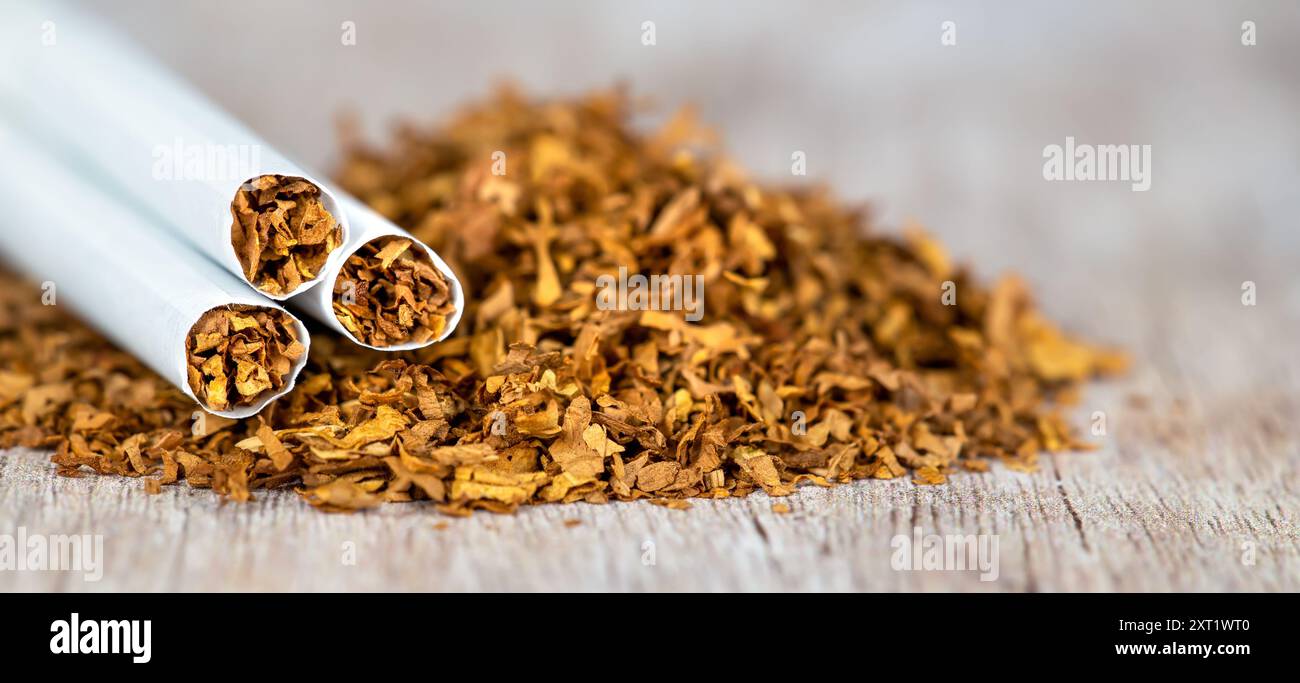 tobacco banner Rolled cigarettes on tobacco, smoking banner, close-up Stock Photo