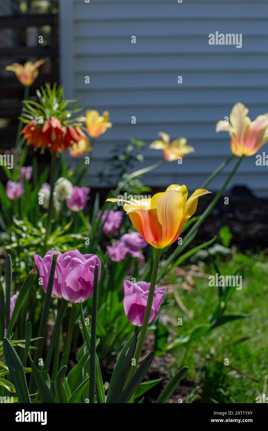 Sunlight illuminates a variety of vibrant tulips blooming in a well-tended garden with a white-painted house in the background. arah00227 Copyright: x Stock Photo