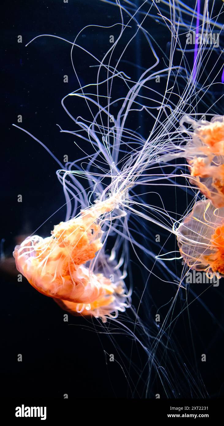 Graceful Jellyfish in Motion - An Underwater Ballet, Singapore Stock Photo