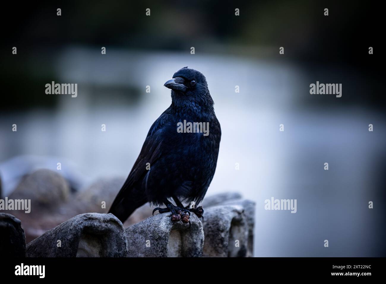 Crow photographed in Hyde Park London. Stock Photo