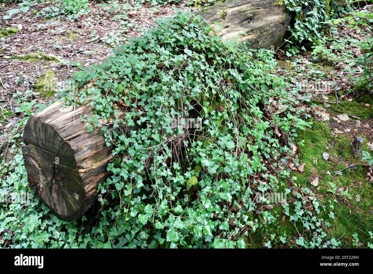 Green ivy growing over a fallen log in a forest. Stock Photo