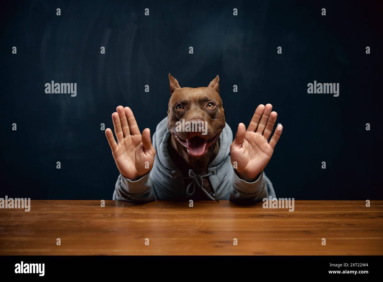 Discusion Dogs Joyful purebred dog in hoodie, with human hands against chalkboard ...