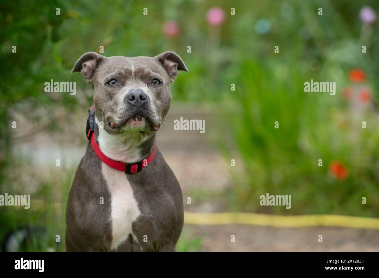 american-staffordshire-bull-terrier-stock-photo-alamy
