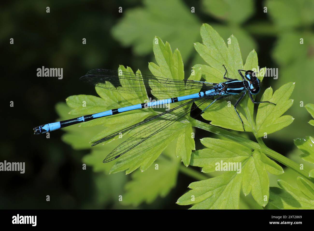 Azure Damselfly Coenagrion puella Stock Photo - Alamy