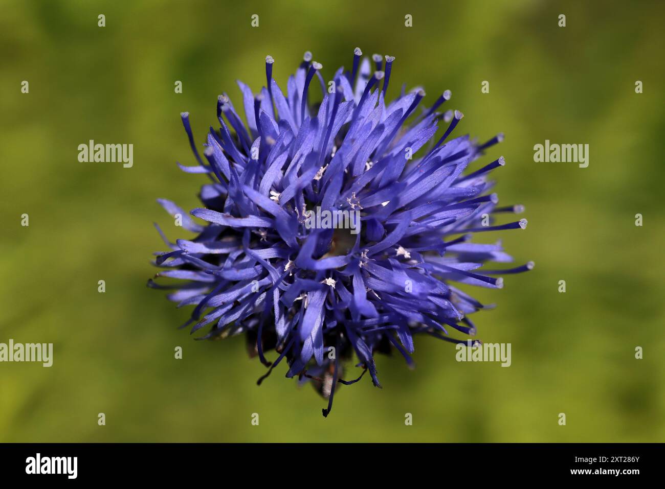 Sheep’s-bit Jasione montana Stock Photo