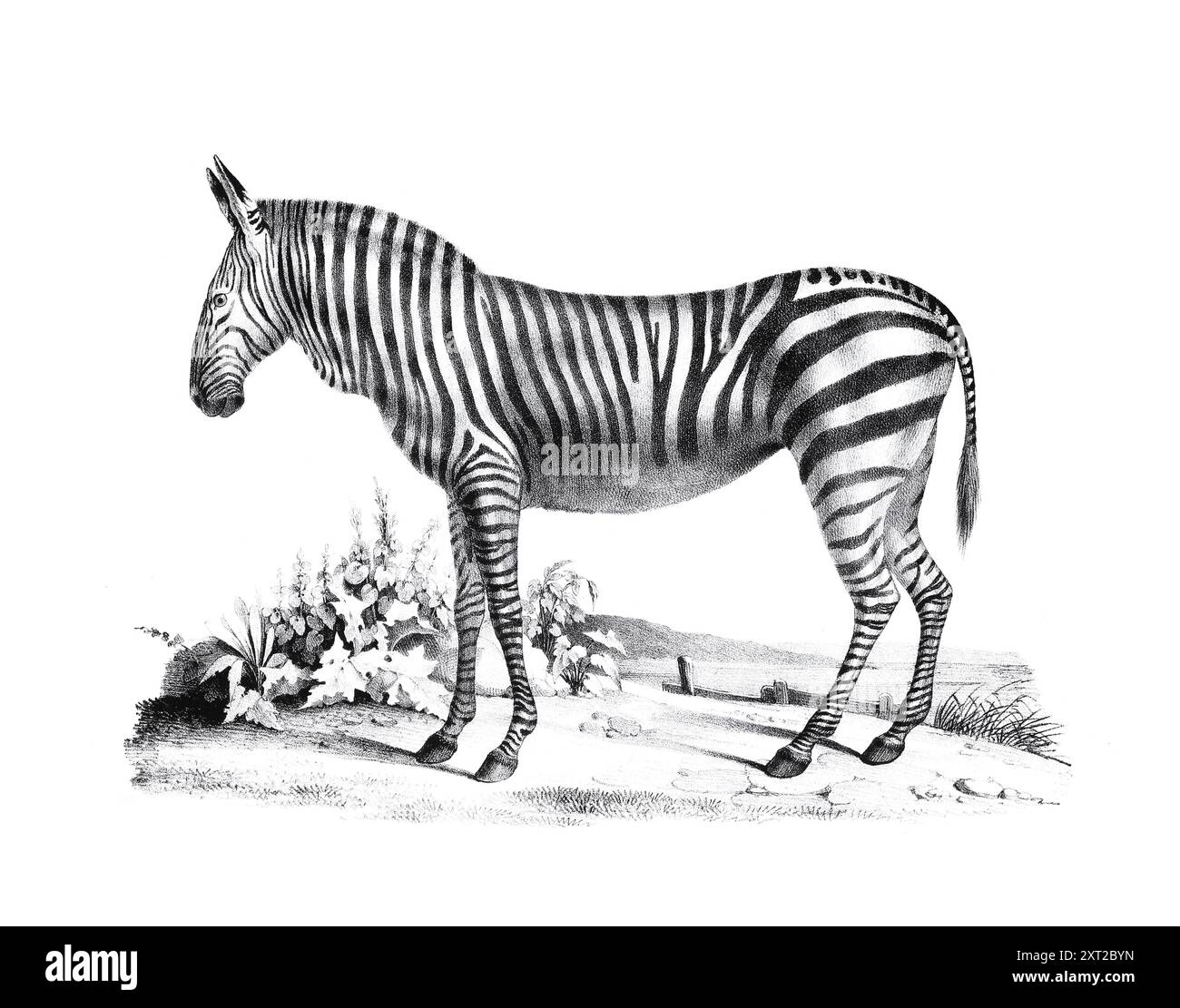 Zebra Illustration Pencil Sketch Of A Zebra Isolated On A Plain White