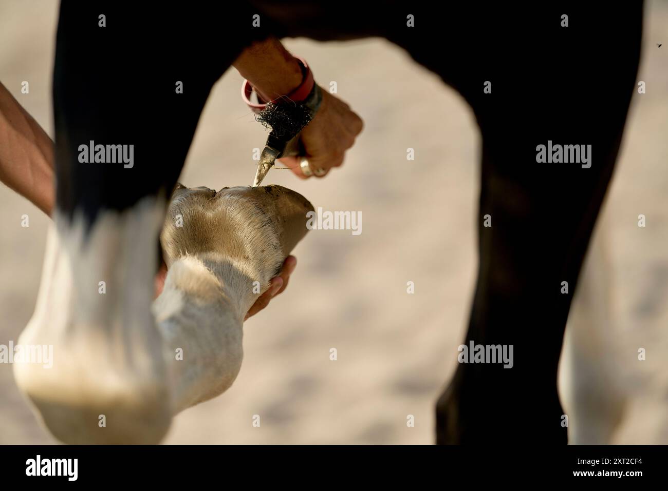 A person is seen holding a cow s hoof and using a tool to trim or care for it. bola03063 Copyright: xConnectxImagesx  RECORD DATE NOT STATED Stock Photo