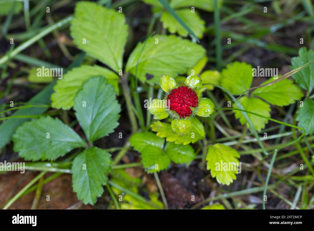 Indische Scheinerdbeere, Scheinerdbeere, Schein-Erdbeere, Scheinerdbeer-Fingerkraut, Potentilla indica, Duchesnea indica, mock strawberry, Indian stra Stock Photo