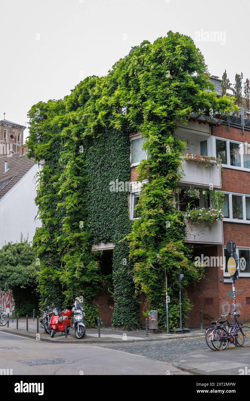 with plants covered house in the street Grosse Witschgasse, facade greening, Cologne, Germany. begruentes Haus in der Strasse Grosse Witschgasse, Fass Stock Photo