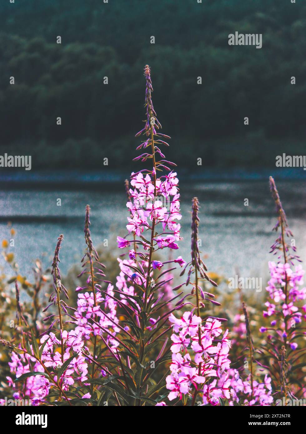 Hand drawn wildflower card hi-res stock photography and images - Alamy