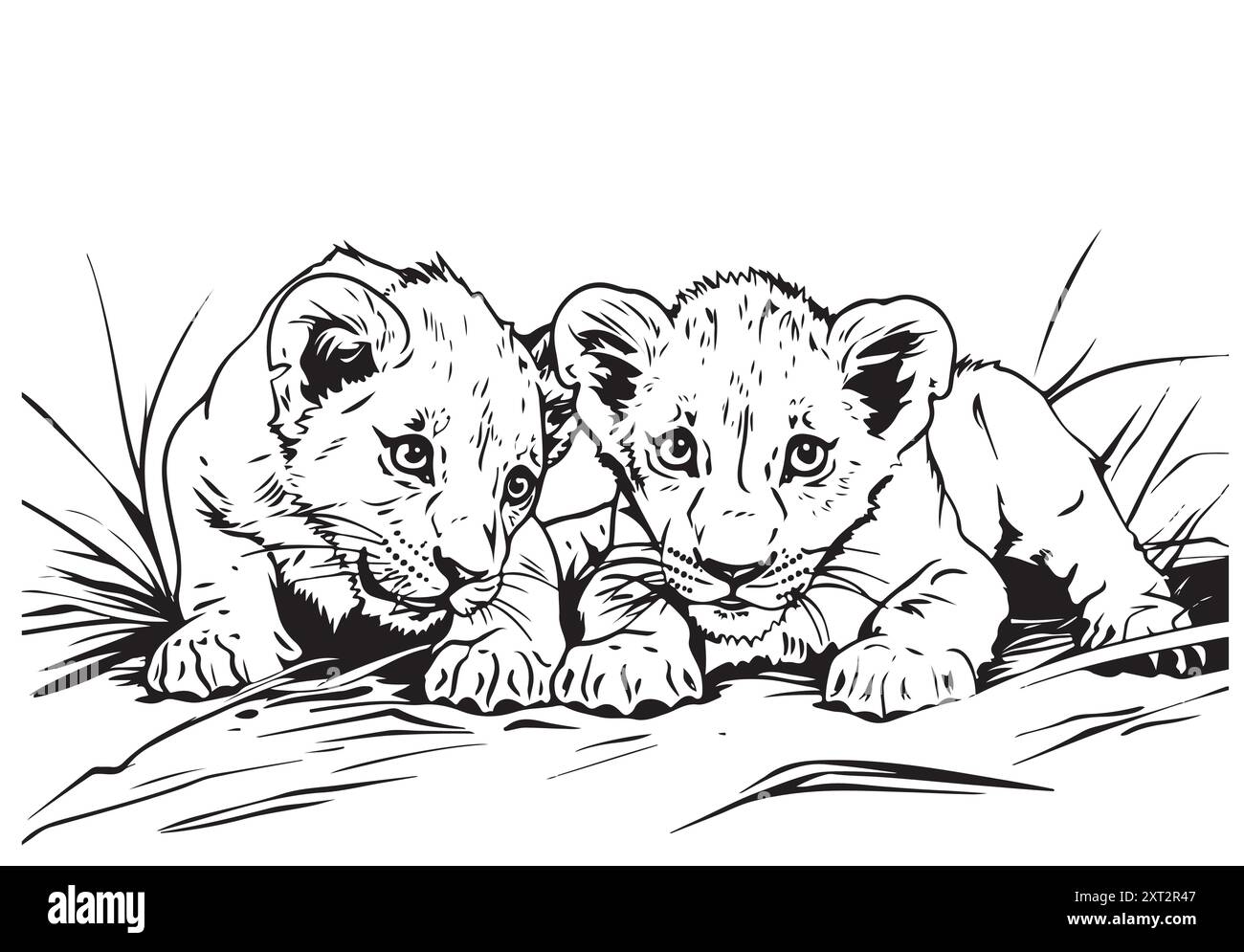 Hand drawn lion cubs . Vector illustration isolated on white Stock