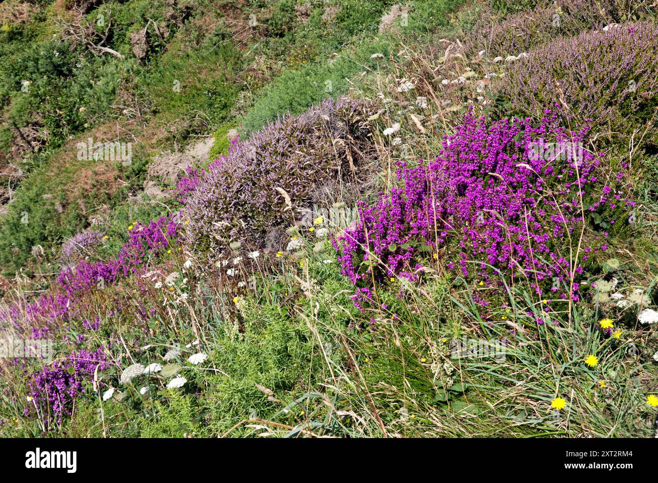 Path up hill flowers hi-res stock photography and images - Alamy, image size:1300x956