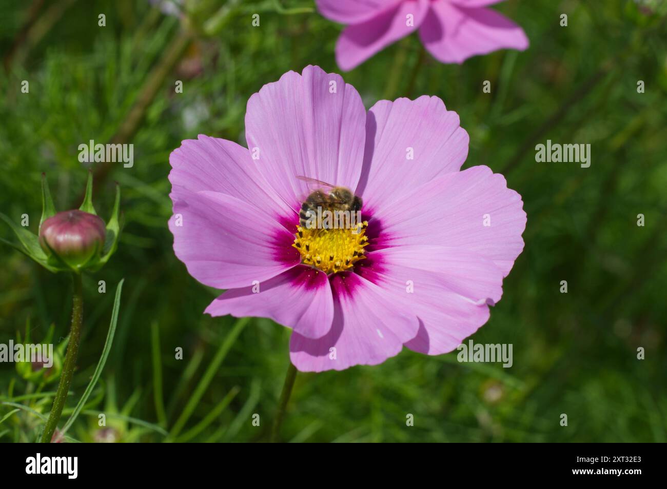 Pink cosmos flower farm hi-res stock photography and images - Alamy