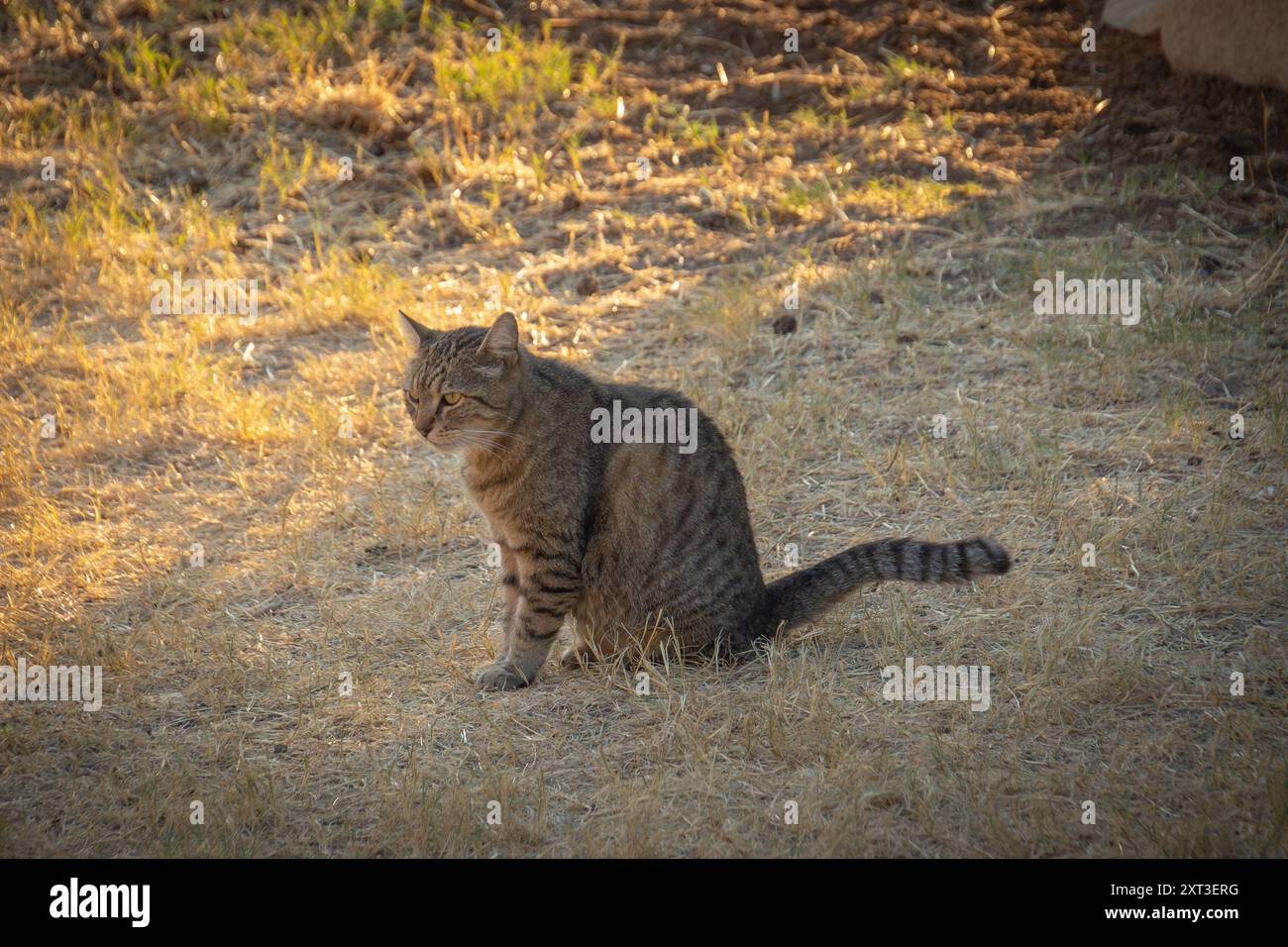 tabby cat lying on the floor Stock Photo