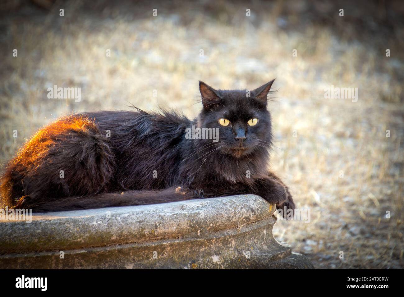 stray black cat lying on a rock Stock Photo - Alamy