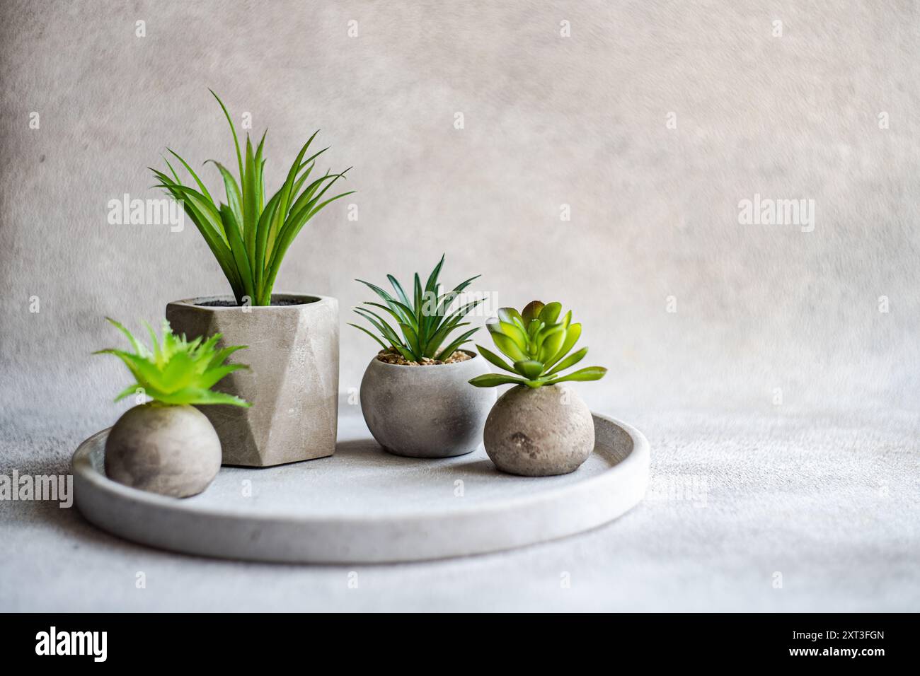 This image features an elegant and serene minimalistic interior decor with concrete planters containing a variety of lush green succulents The backgro Stock Photo