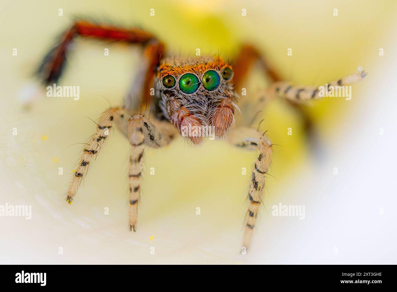 This image captures a close-up of a jumping spider with vivid green ...