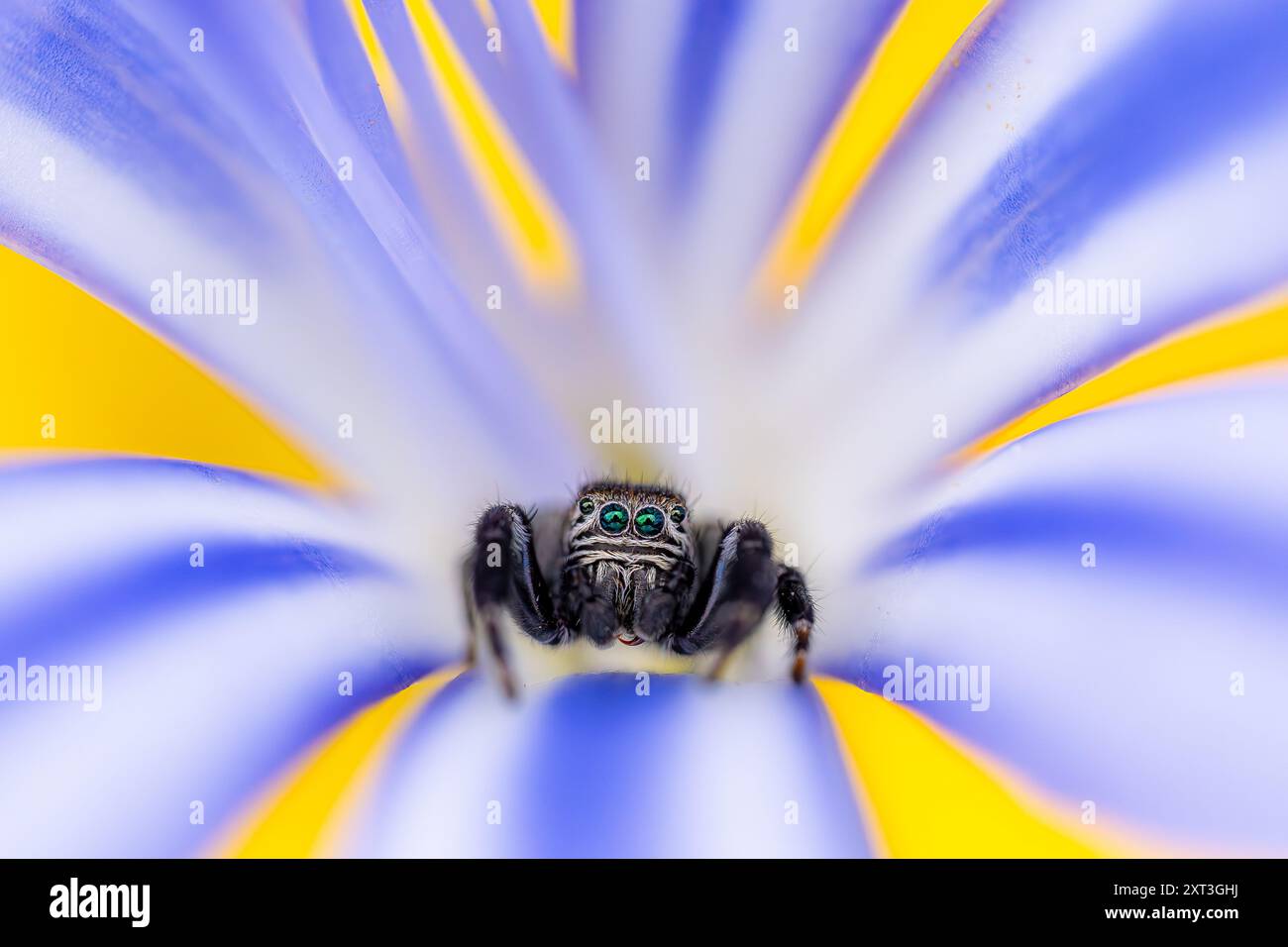 A striking close-up image of a jumping spider with vivid blue and green ...