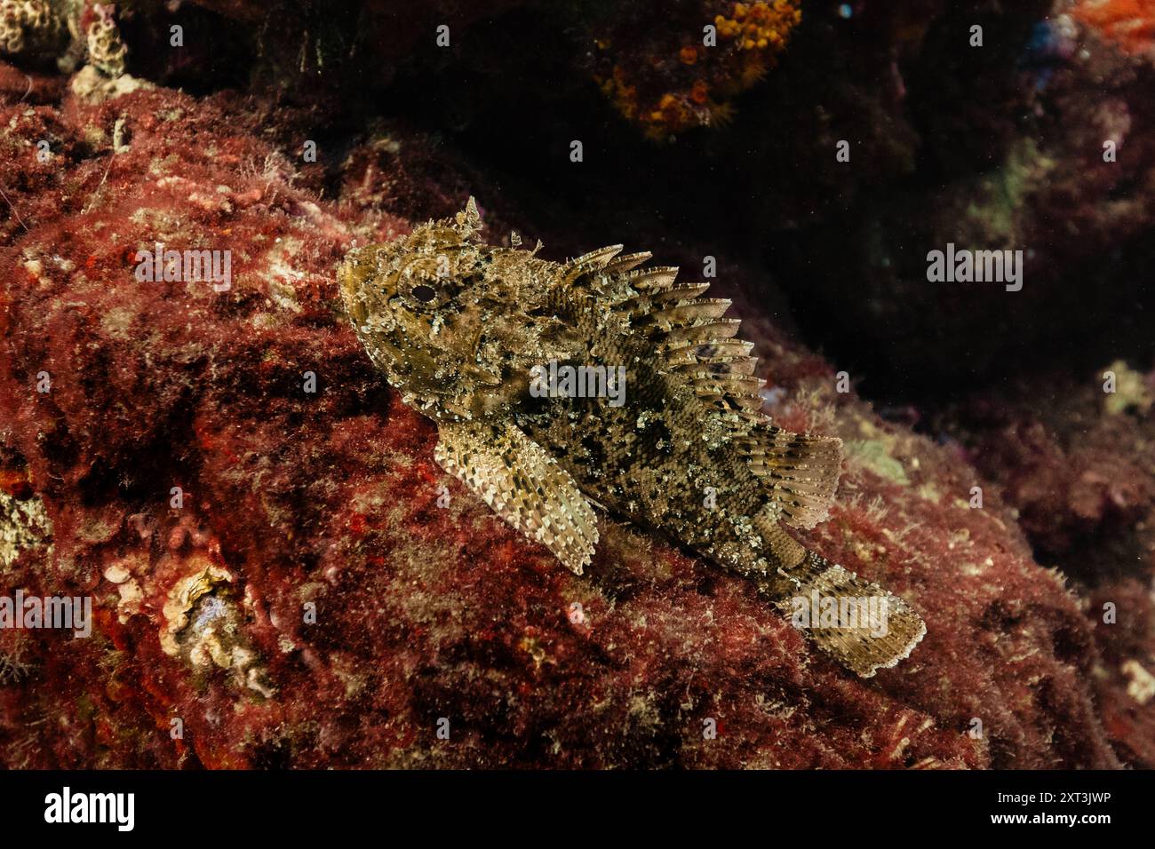 A Scorpaena Porcus Known As Scorpionfish Blends Seamlessly With Its 