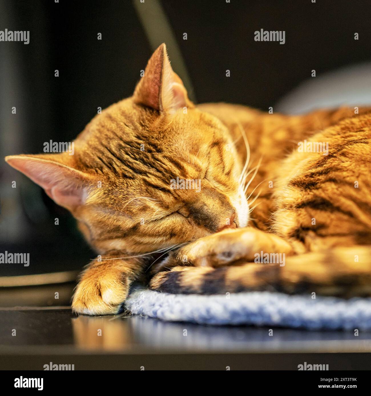 Bengal cat peacefully naps, curled up on soft mat Stock Photo