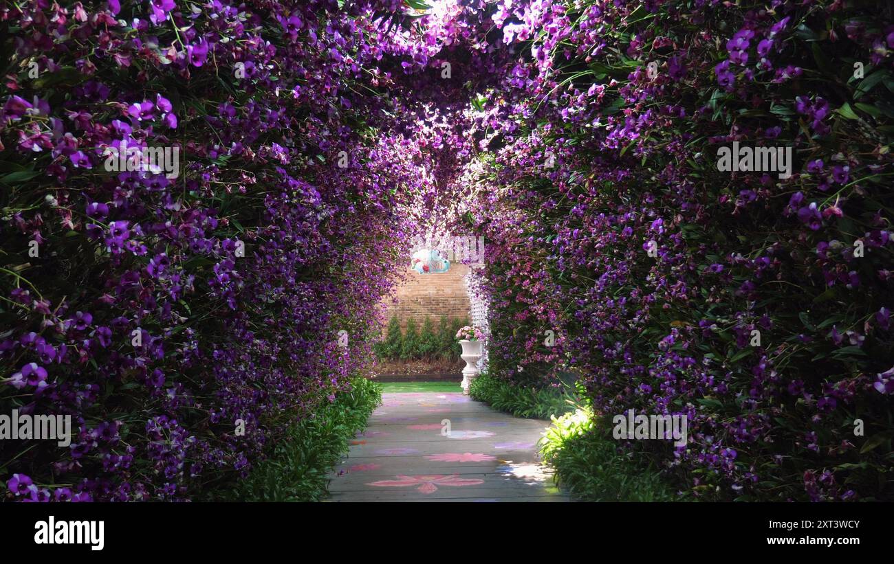 Vibrant purple background adorned hi-res stock photography and images ...