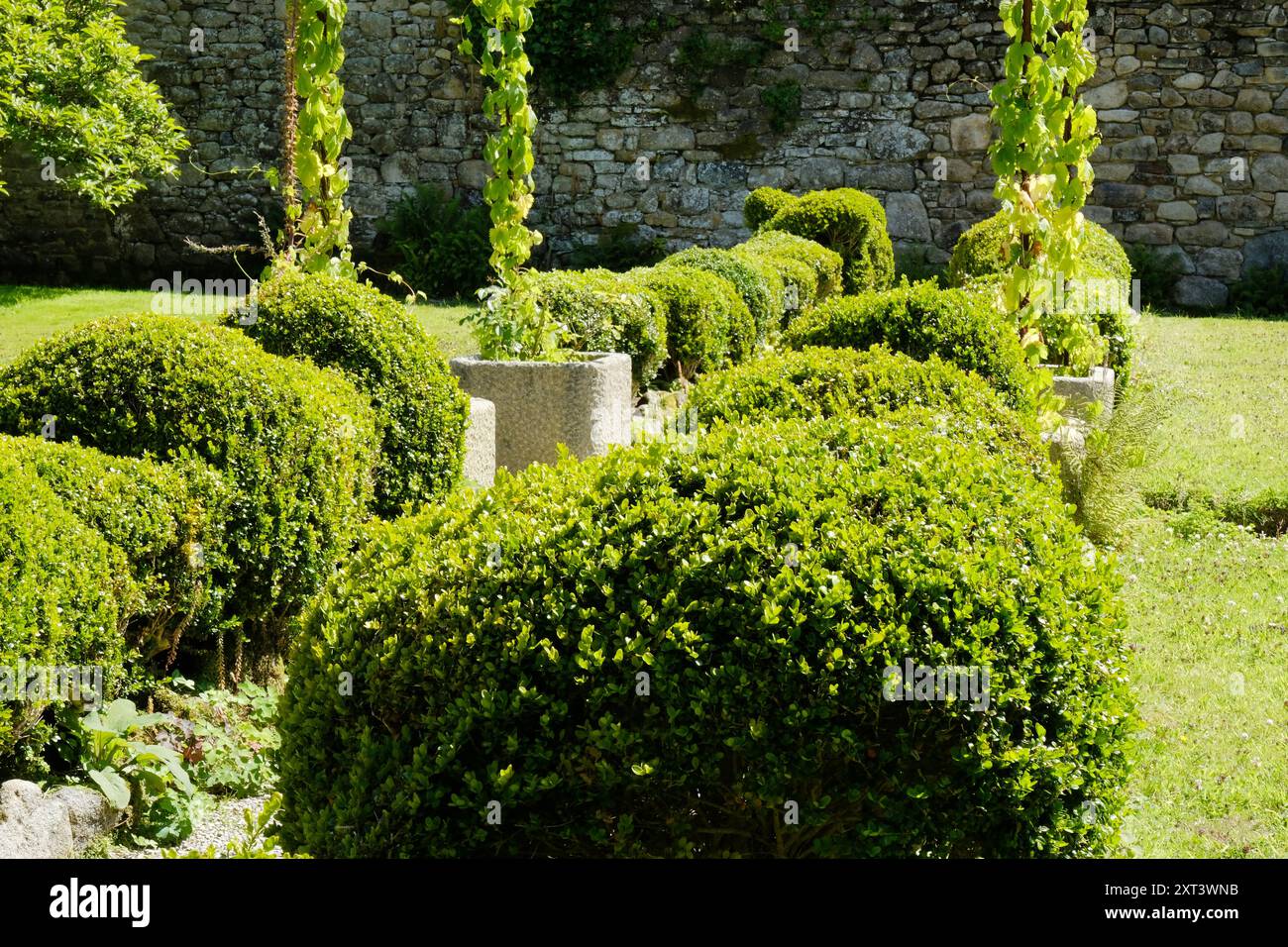 Neatly clipped Box hedge (Buxus Sempervirens) bordering a garden path - John Gollop Stock Photo