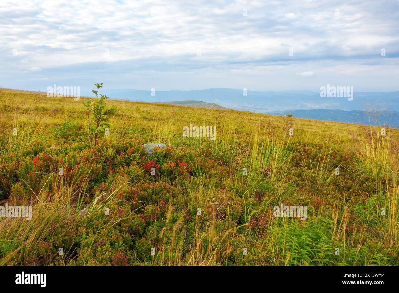 carpathian nature landscape with grassy hills. mountain scenery in late summer. cloudy morning. yellow grass Stock Photo