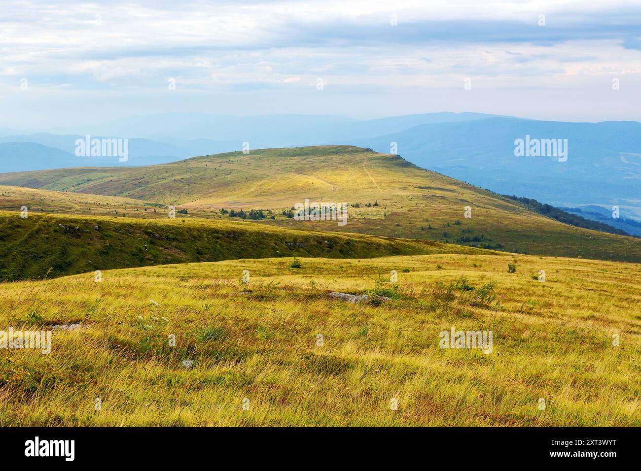 carpathian nature landscape with grassy hills. mountain scenery in late summer. cloudy morning. travel ukraine Stock Photo
