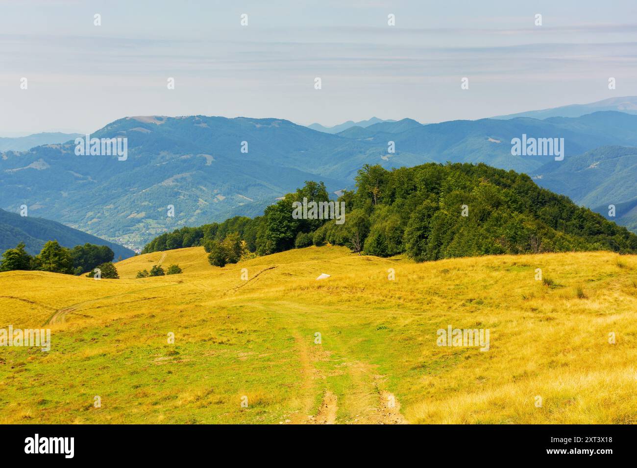 forest on the edge of grassy hill. carpathian mountain landscape in late summer. sunny weather. outdoor adventures Stock Photo