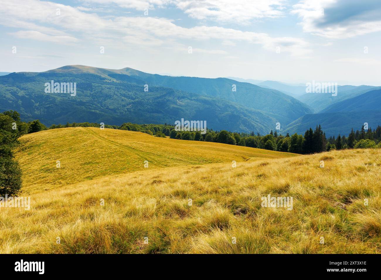 forest on the edge of grassy hill. carpathian mountain landscape in late summer. sunny weather. picturesque alpine pasture Stock Photo