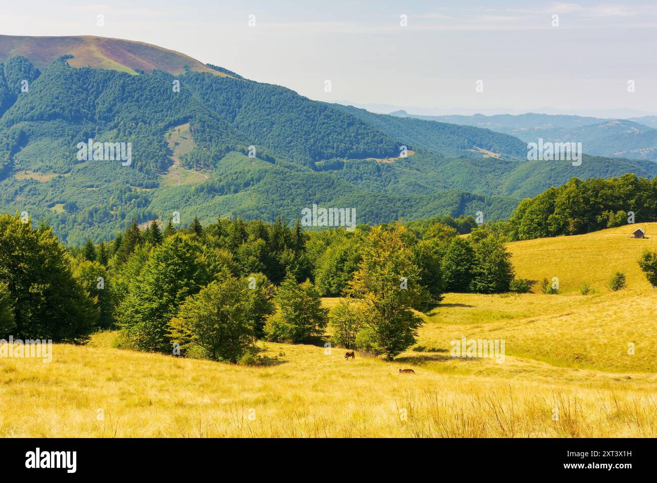 forest on the edge of grassy hill. carpathian mountain landscape in late summer. sunny weather Stock Photo