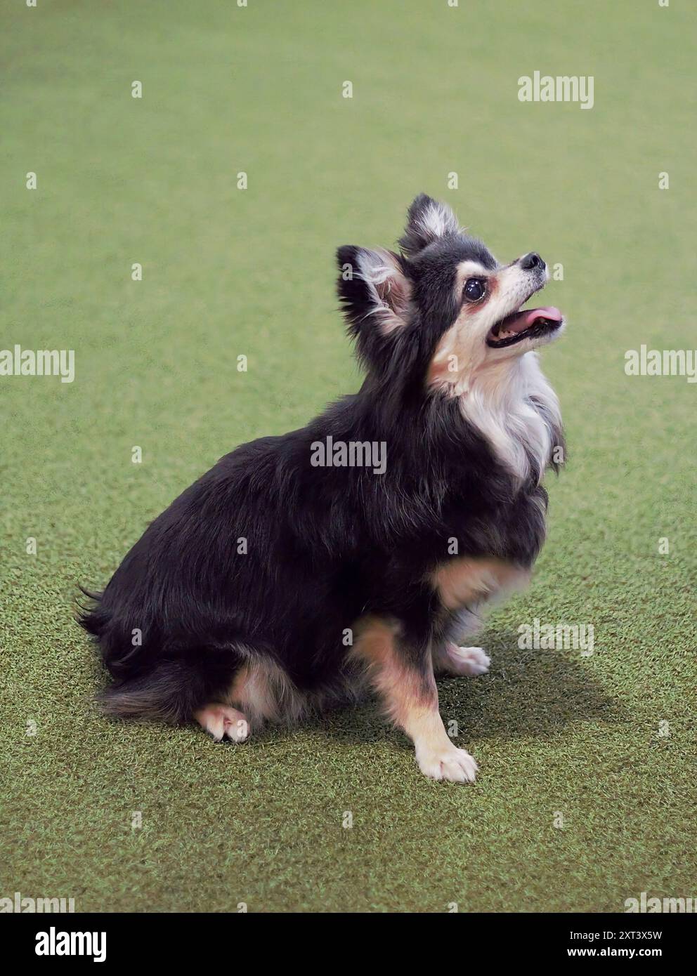 Side profile of an adult, female, black, white and tan, Chihuahua dog, sitting, looking up at her owner, looking happy. Isolated on a green background Stock Photo