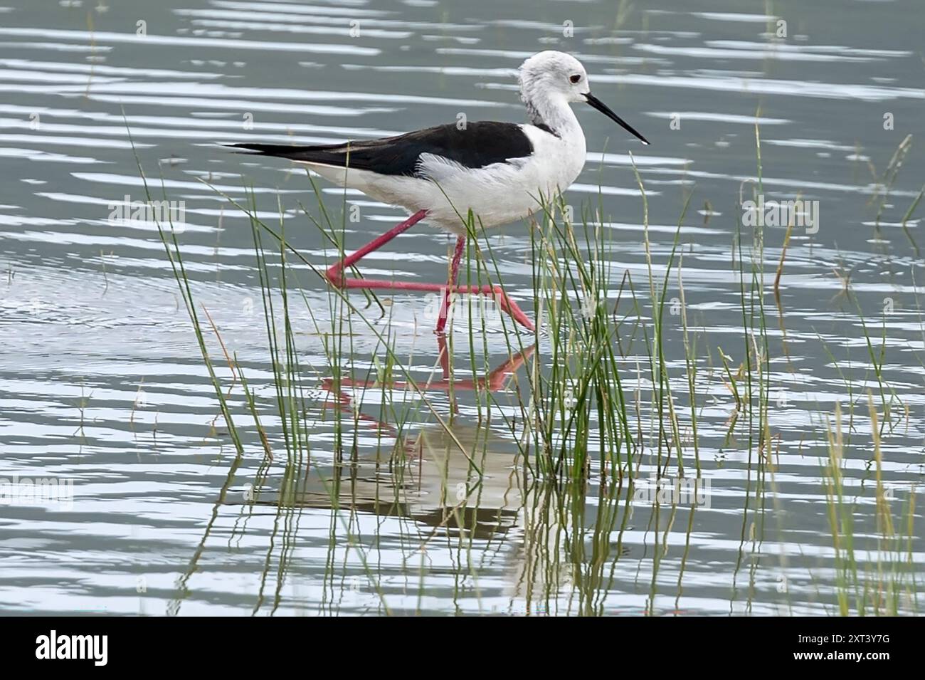Black-winged Stilt, Lake Magadi, Ngorongoro Crater, Tanzania Stock Photo