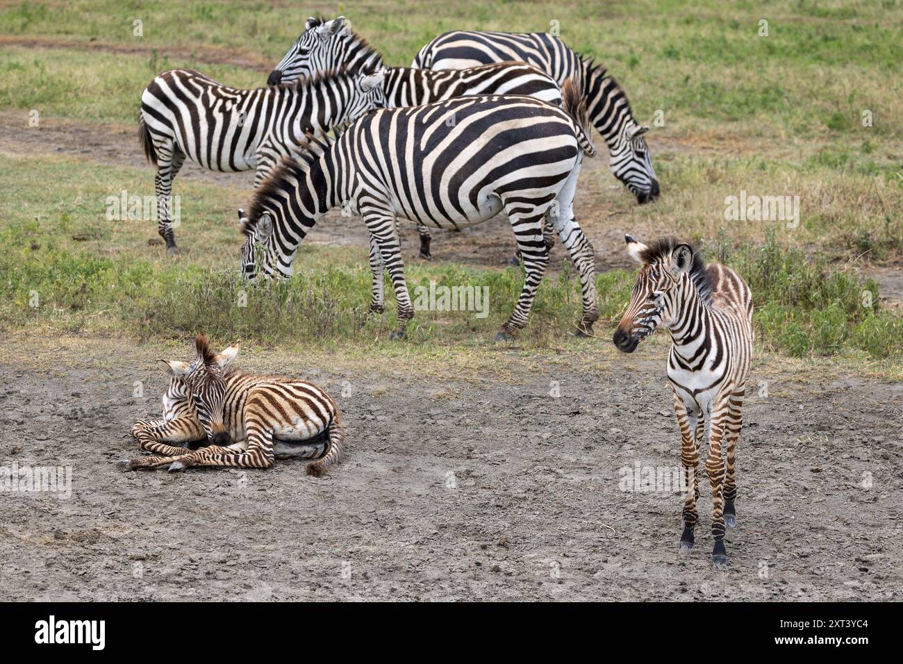 Grant's zebra, Equus quagga boehmi , adult & foals, Ngorongoro Crater ...