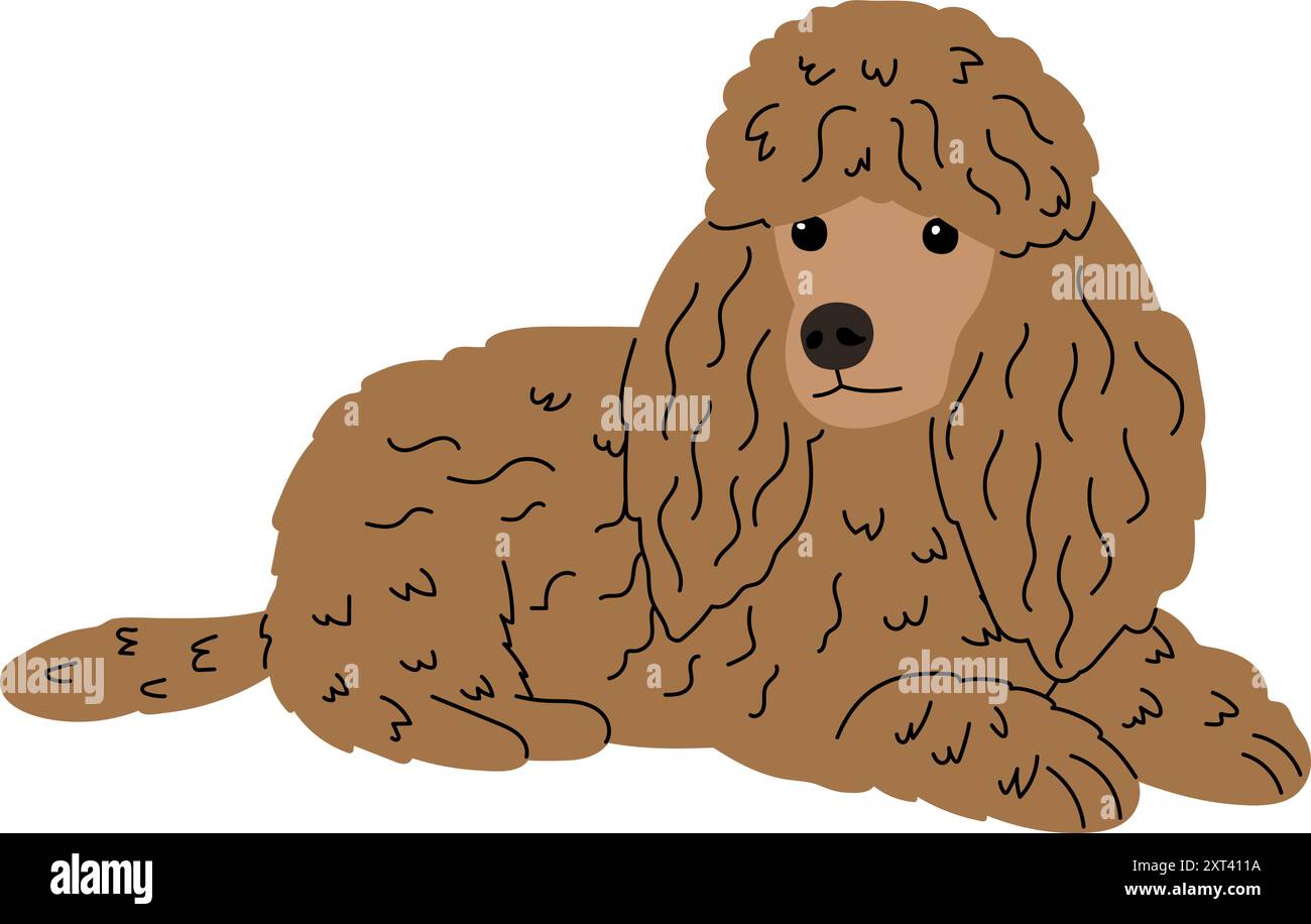 Poodle breed dog authors work Stock Vector Image & Art - Alamy