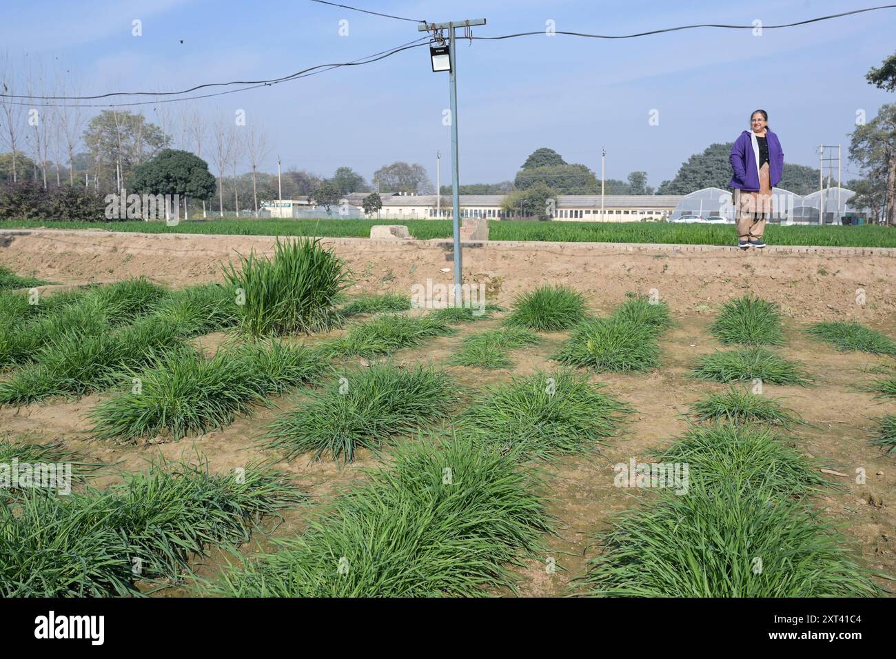 Punjab agricultural university hi-res stock photography and images - Alamy