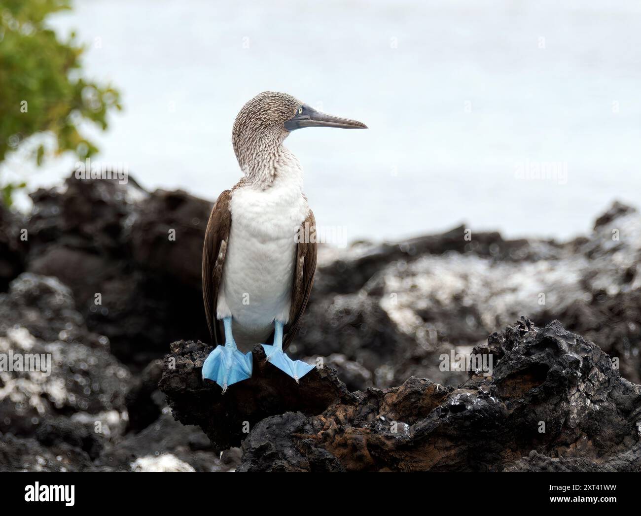 Blue footed Booby Blaufu t lpel Fou Pieds Bleus Sula Nebouxii