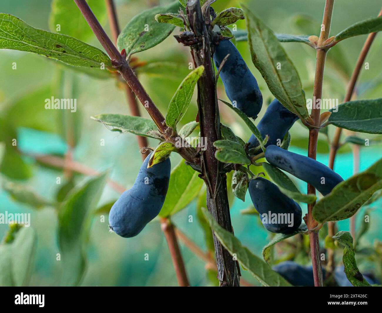 A detailed close-up image of ripe Honeyberry (Lonicera caerulea), also ...