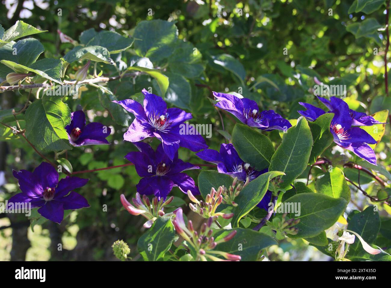 Deep purple Clematis flowers alongside Honeysuckle (Lonicera Graham Thomas) in bloom Stock Photo