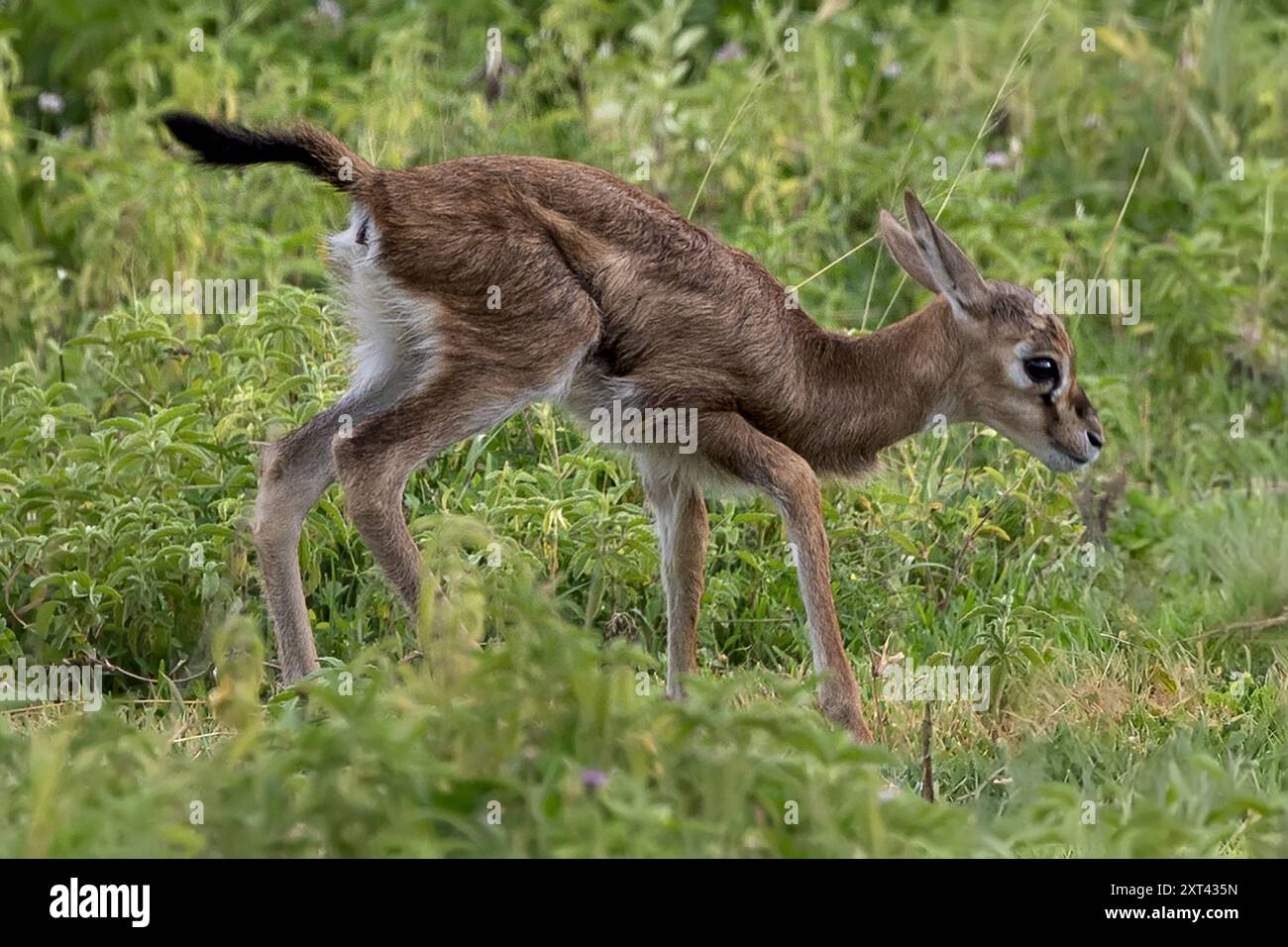 Thomsons gazelle walking hi-res stock photography and images - Alamy