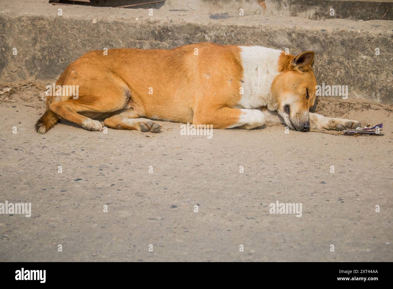 Stray dogs sleep bangladesh,One cute dogs sleeping next to each other ...