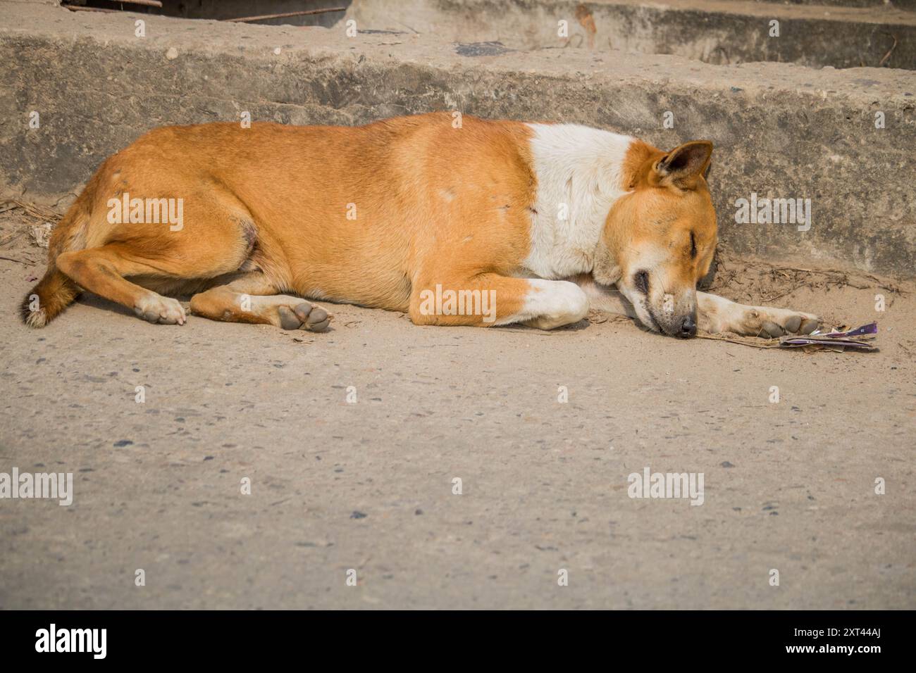 Stray dogs sleep bangladesh,One cute dogs sleeping next to each other ...
