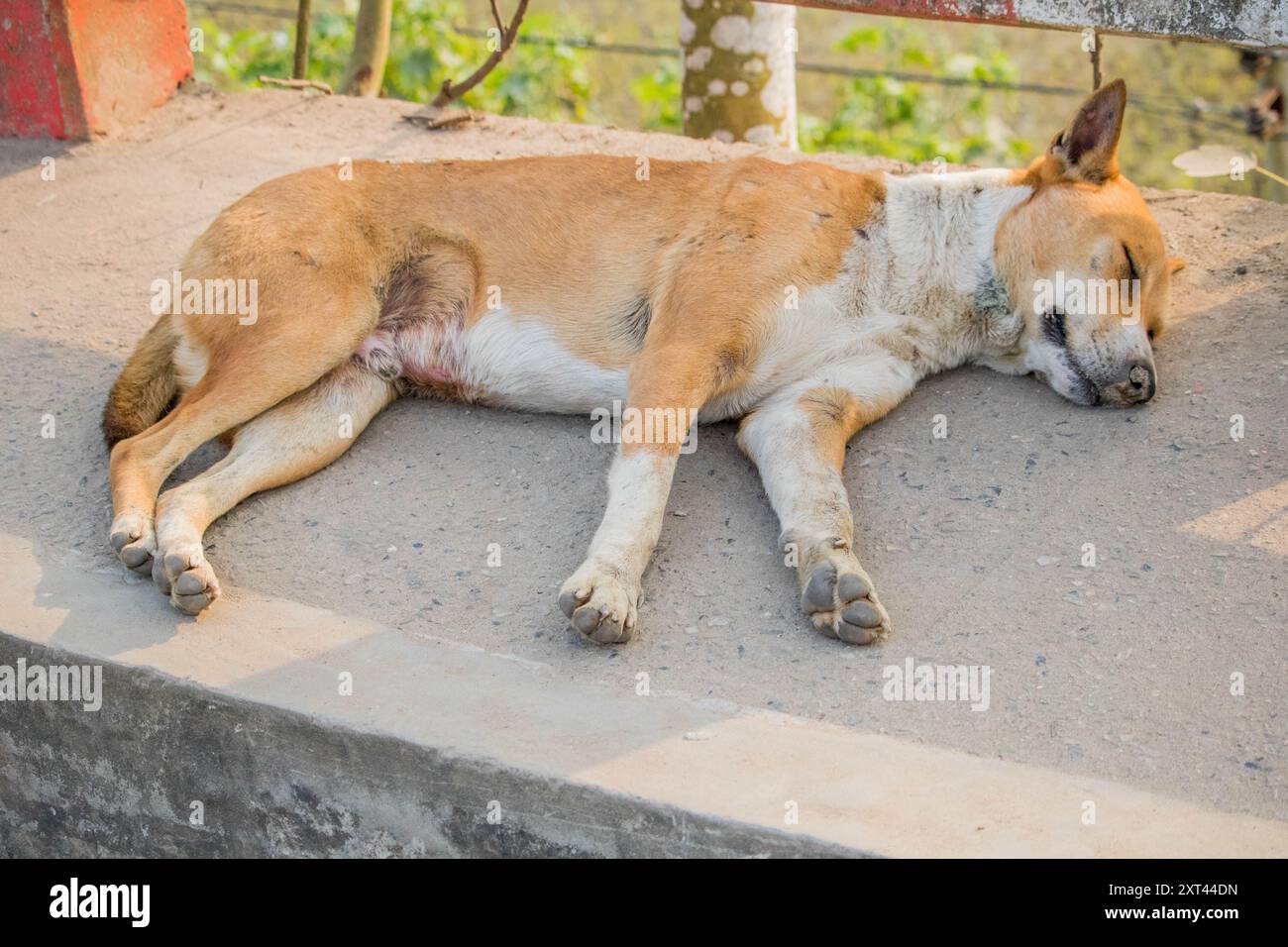 Stray dogs sleep bangladesh,One cute dogs sleeping next to each other ...