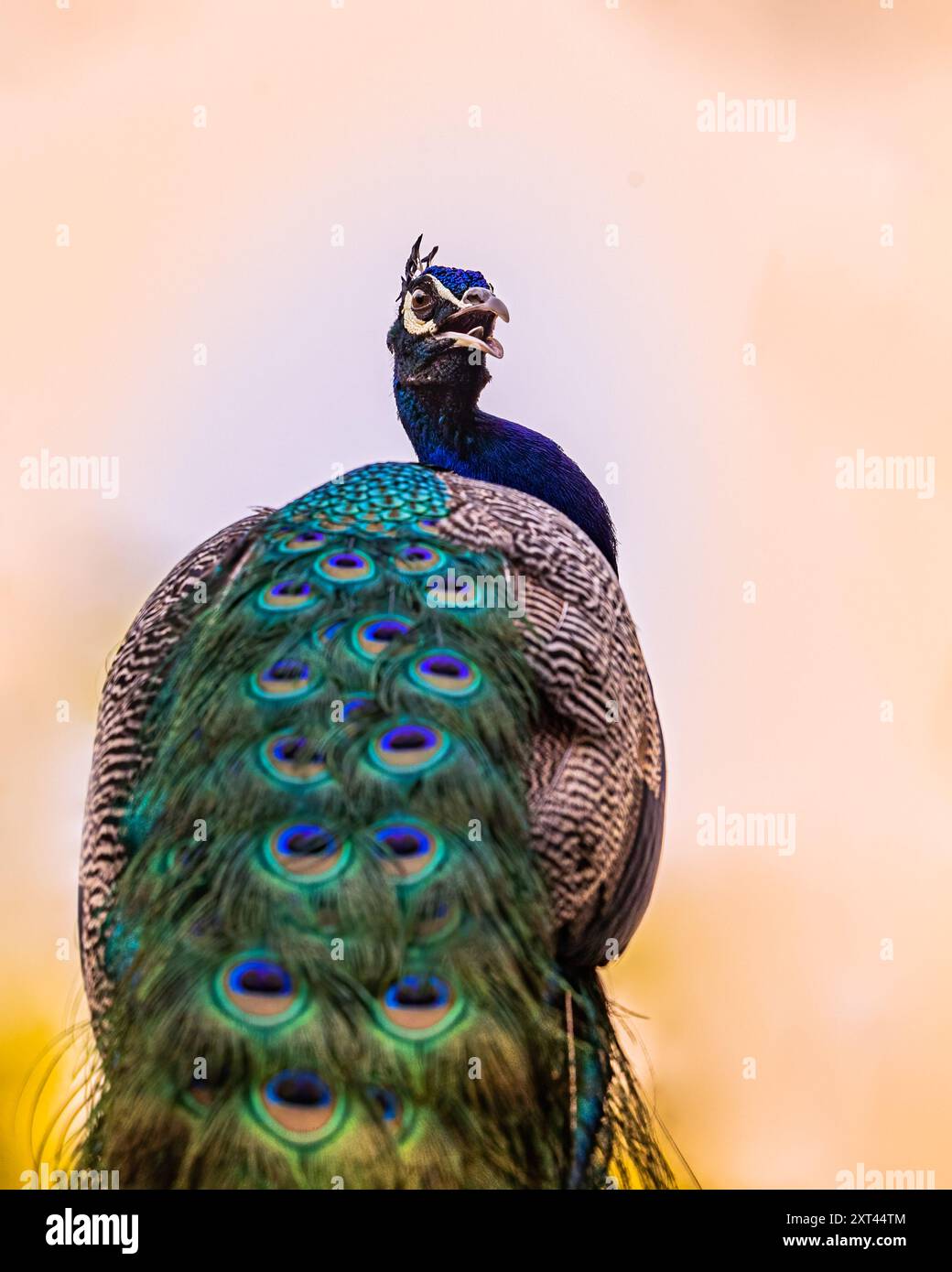 A Peacock looking back into Camera Stock Photo - Alamy